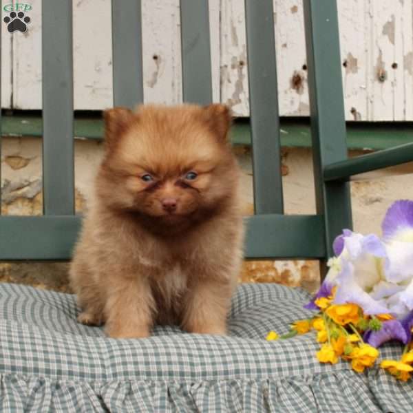Brindley, Pomeranian Puppy